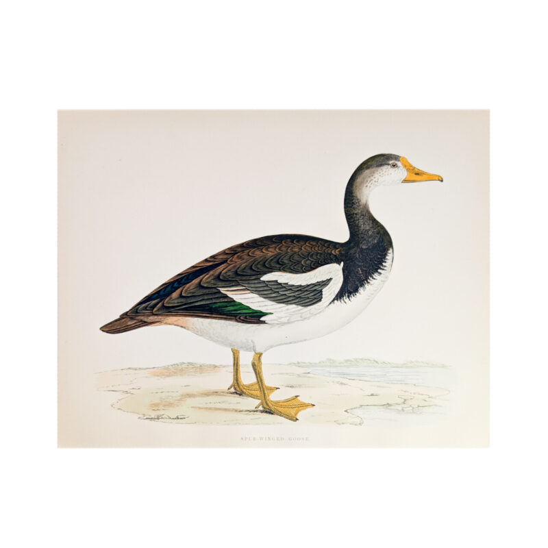 Antique Print British Game Birds & Wildfowl – Spur-Winged Goose – Beverley R. Morris 1855 #64789-6