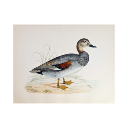 Gadwall Antique Print