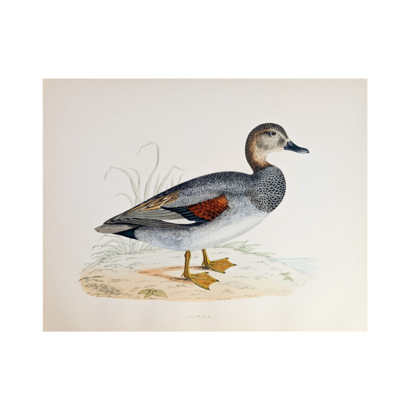 Gadwall Antique Print