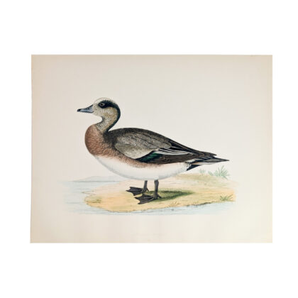 Antique duck print