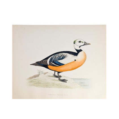 Antique print of a duck from 1855