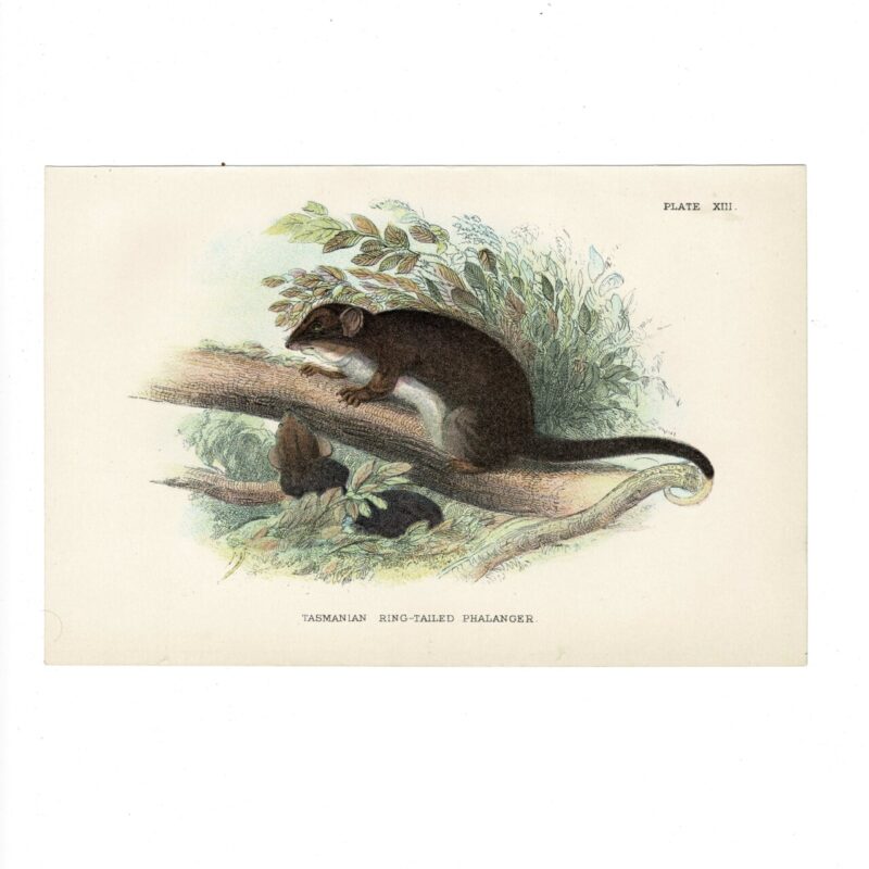 Antique Lydekker Marsupial Print – Tasmanian Ring-tailed Phalanger Plate XIII – Chromolithograph – 18x12cm #64790