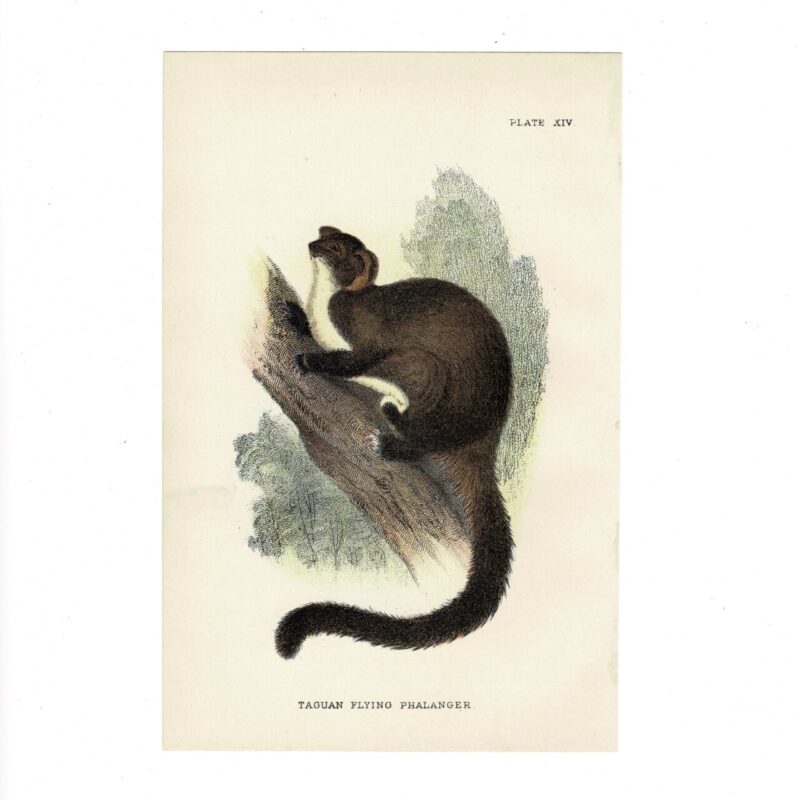 Antique Lydekker Marsupial Print – Taguan Flying Phalanger Plate XIV – Chromolithograph – 18x12cm #64790-1