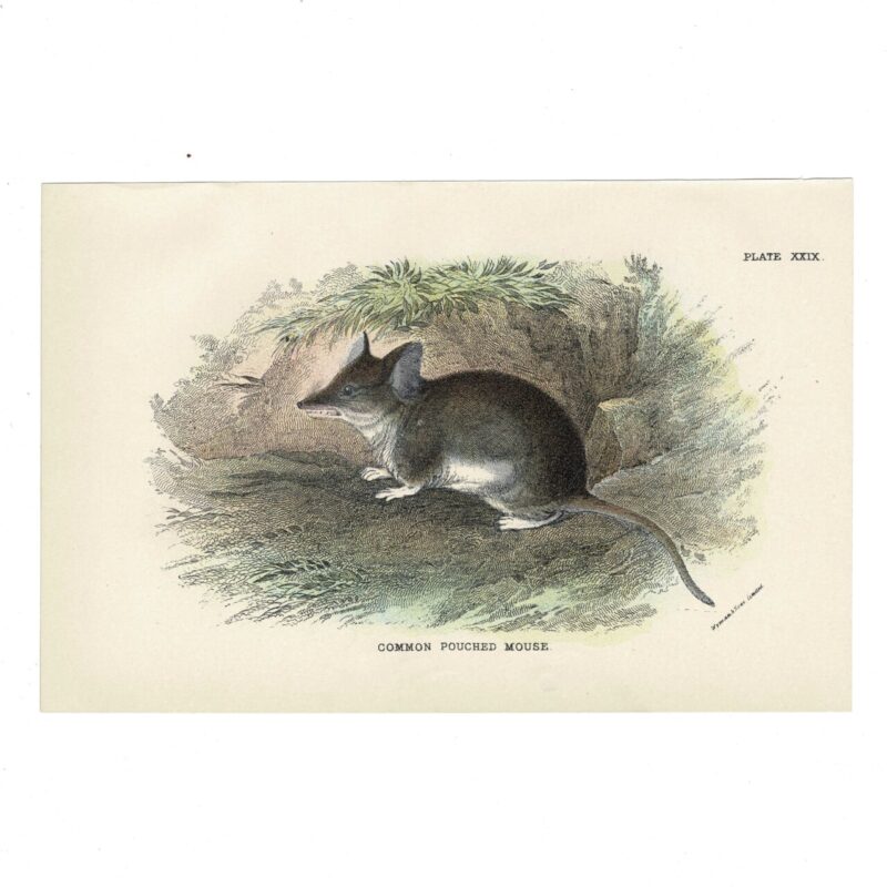 Antique Lydekker Marsupial Print – Common Pouched Mouse Plate XXIX – Chromolithograph – 18x12cm #64790-10