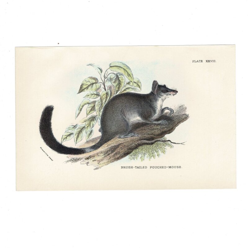 Antique Lydekker Marsupial Print – Brush-Tailed Pouched-Mouse Plate XXVIII – Chromolithograph – 18x12cm #64790-11