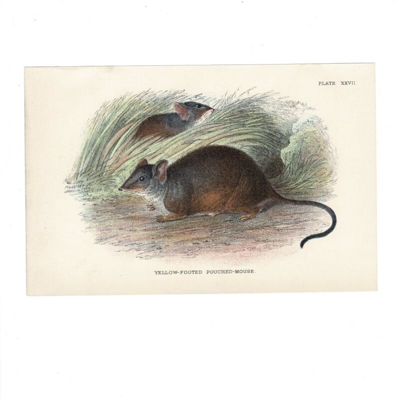 Antique Lydekker Marsupial Print – Yellow-Footed Pouched-Mouse Plate XXVII – Chromolithograph – 18x12cm #64790-12