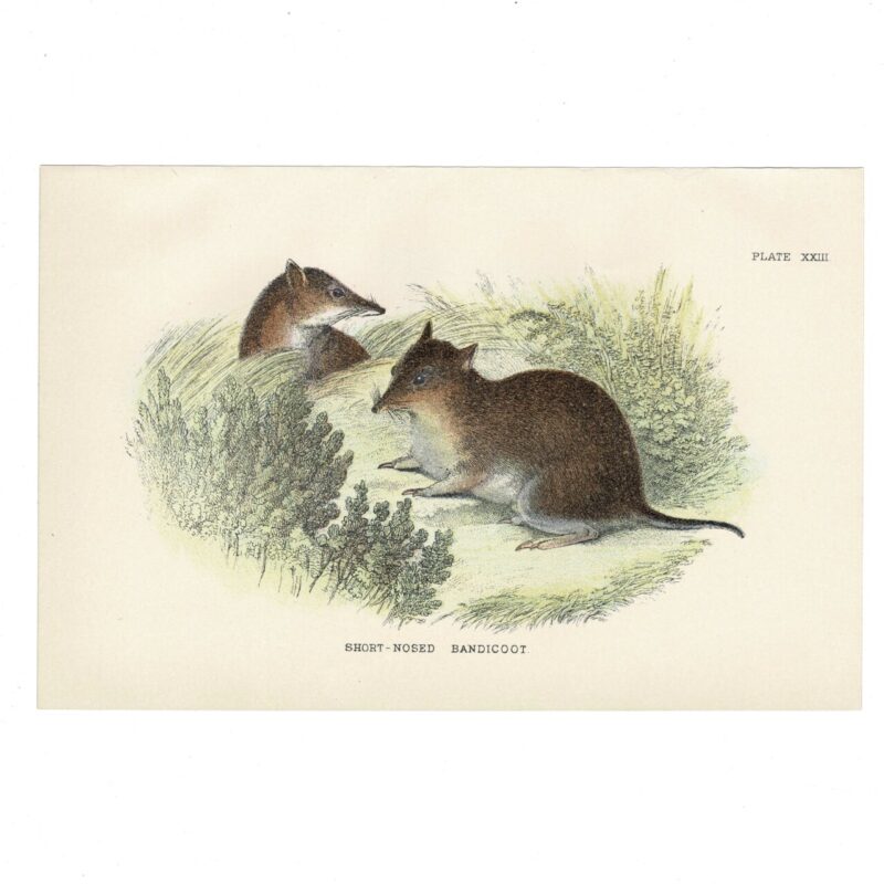 Antique Lydekker Marsupial Print – Short-Nosed Bandicoot Plate XXIII – Chromolithograph – 18x12cm #64790-13