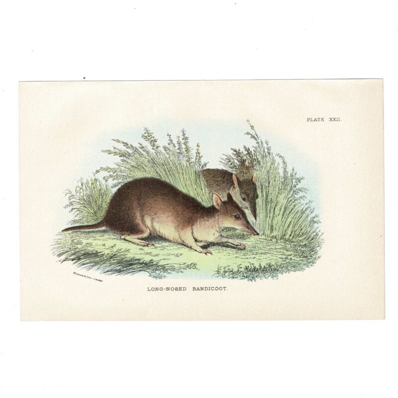 Antique Lydekker Marsupial Print – Long-Nosed Bandicoot Plate XXII – Chromolithograph – 18x12cm #64790-14