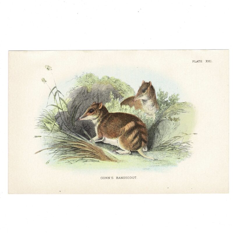 Antique Lydekker Marsupial Print – Gunn’s Bandicoot Plate XXI – Chromolithograph – 18x12cm #64790-15