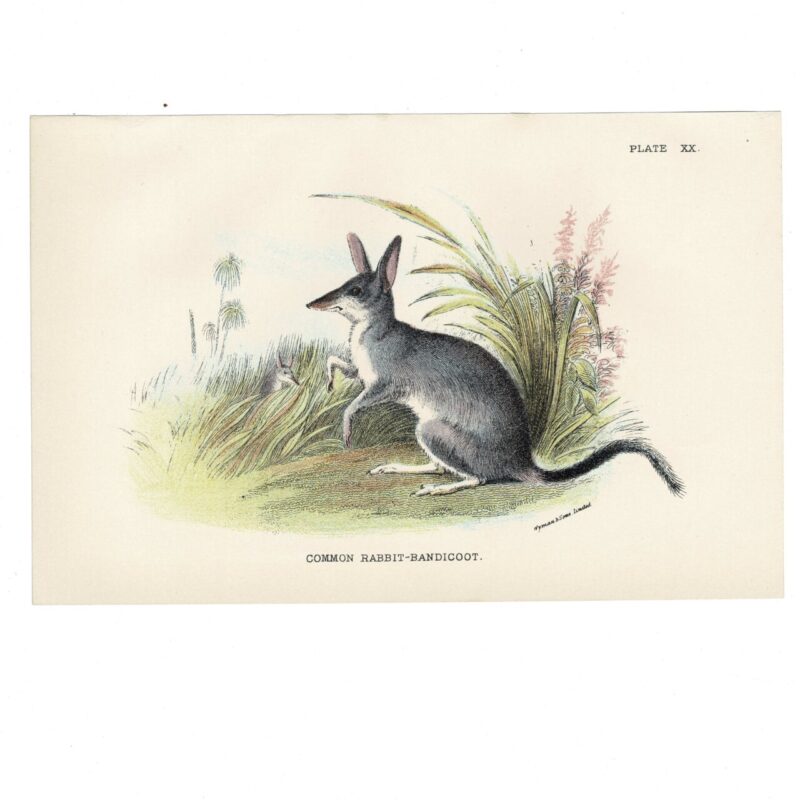 Antique Lydekker Marsupial Print – Common Rabbit-Bandicoot Plate XX – Chromolithograph – 18x12cm #64790-16