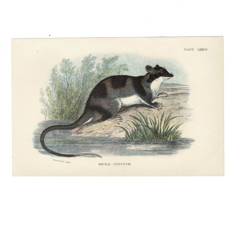 Antique Lydekker Marsupial Print – Water-Opossum Plate XXVI – Chromolithograph – 18x12cm #64790-17