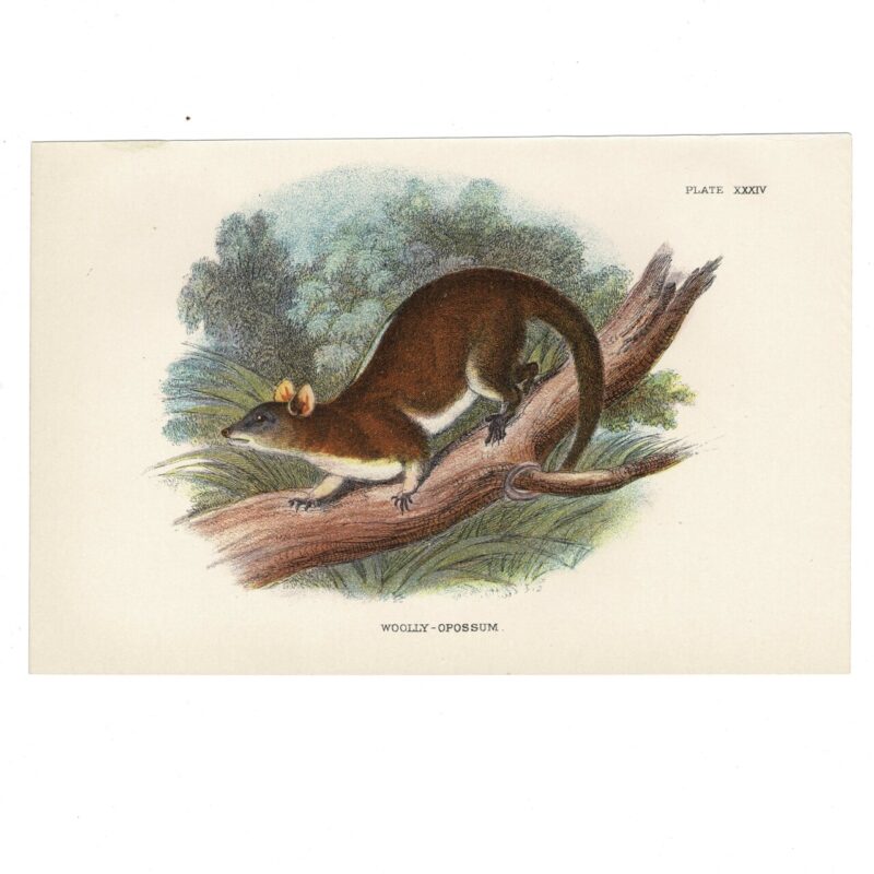 Antique Lydekker Marsupial Print – Woolly Opossum Plate XXIV – Chromolithograph – 18x12cm #64790-18