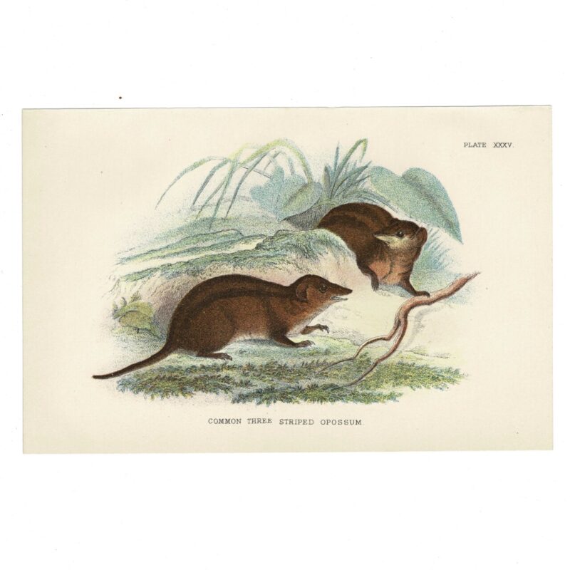 Antique Lydekker Marsupial Print – Common Three-Striped Opossum Plate XXXV – Chromolithograph – 18x12cm #64790-19