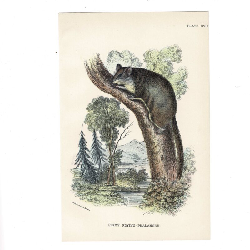 Antique Lydekker Marsupial Print – Pigmy Flying-Phalanger Plate XVIII – Chromolithograph – 18x12cm #64790-2