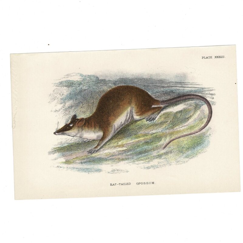 Antique Lydekker Marsupial Print – Rat-Tailed Opossum Plate XXXIII – Chromolithograph – 18x12cm #64790-20