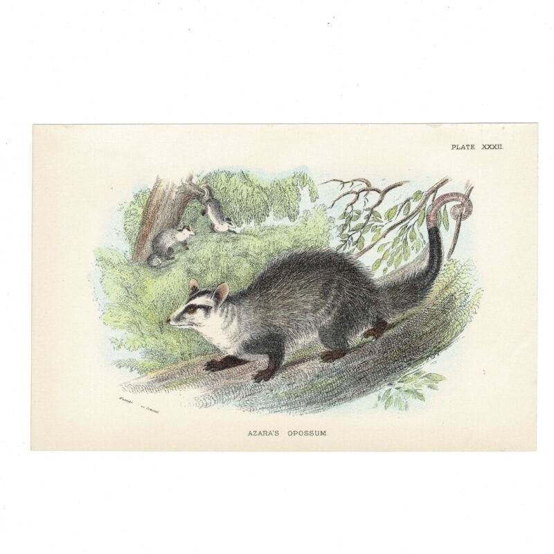 Antique Lydekker Marsupial Print – Azara’s Opossum Plate XXXII – Chromolithograph – 18x12cm #64790-21