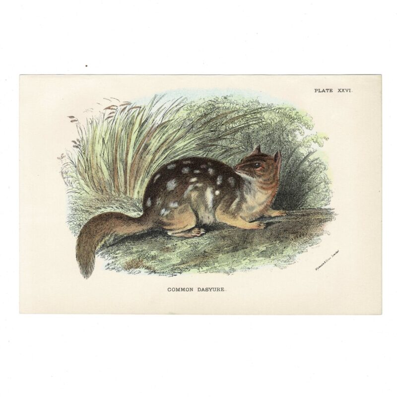 Antique Lydekker Marsupial Print – Common Dasyure Plate XXVI – Chromolithograph – 18x12cm #64790-22