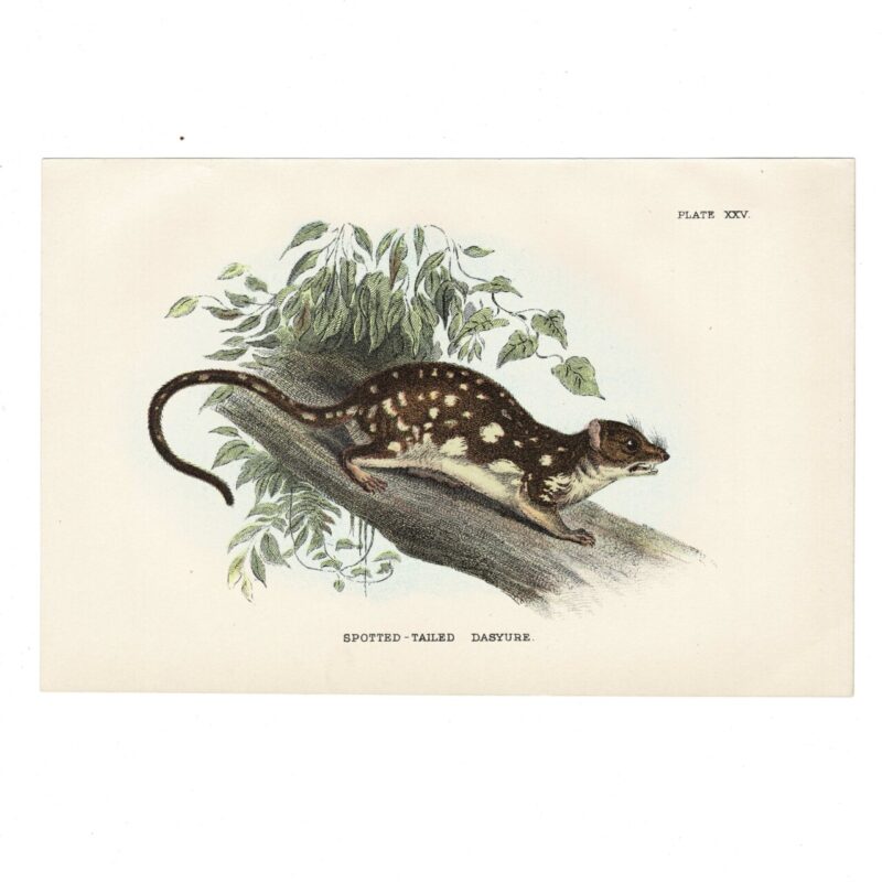 Antique Lydekker Marsupial Print – Spotted-Tailed Dasyure Plate XXV – Chromolithograph – 18x12cm #64790-23