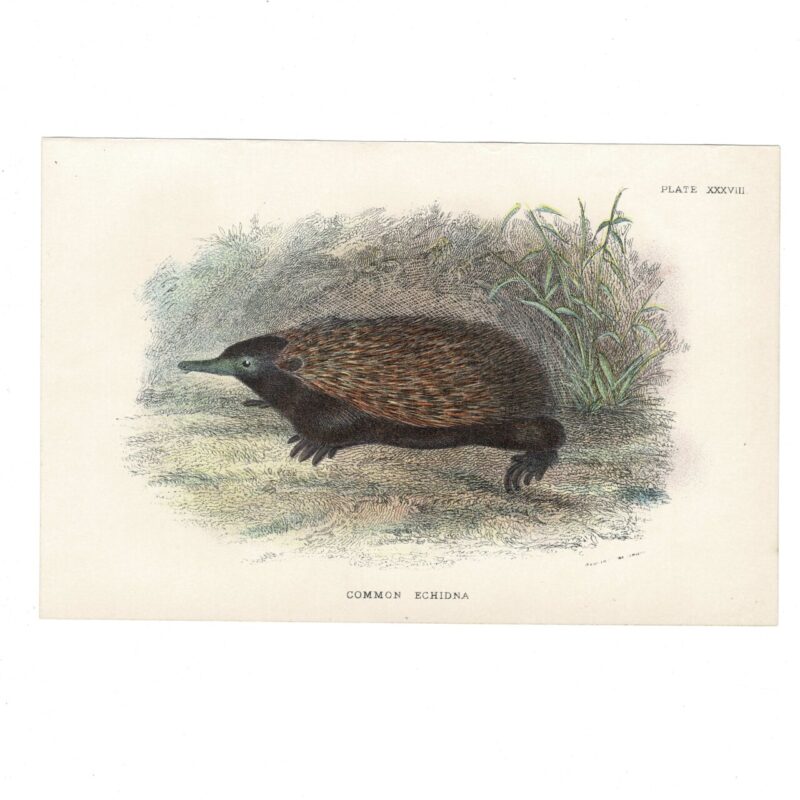 Antique Lydekker Marsupial Print – Common Echidna Plate XXXVIII – Chromolithograph – 18x12cm #64790-25