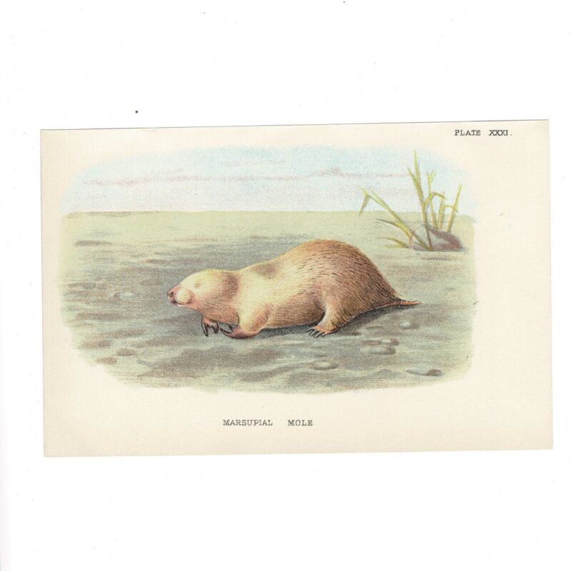 Antique Lydekker Marsupial Print – Marsupial Mole Plate XXXI – Chromolithograph – 18x12cm #64790-27