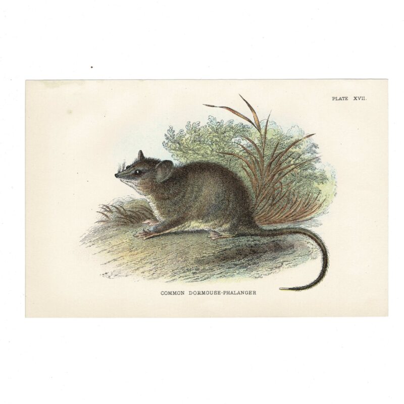 Antique Lydekker Marsupial Print – Common Dormouse-Phalanger Plate XVII – Chromolithograph – 18x12cm #64790-28