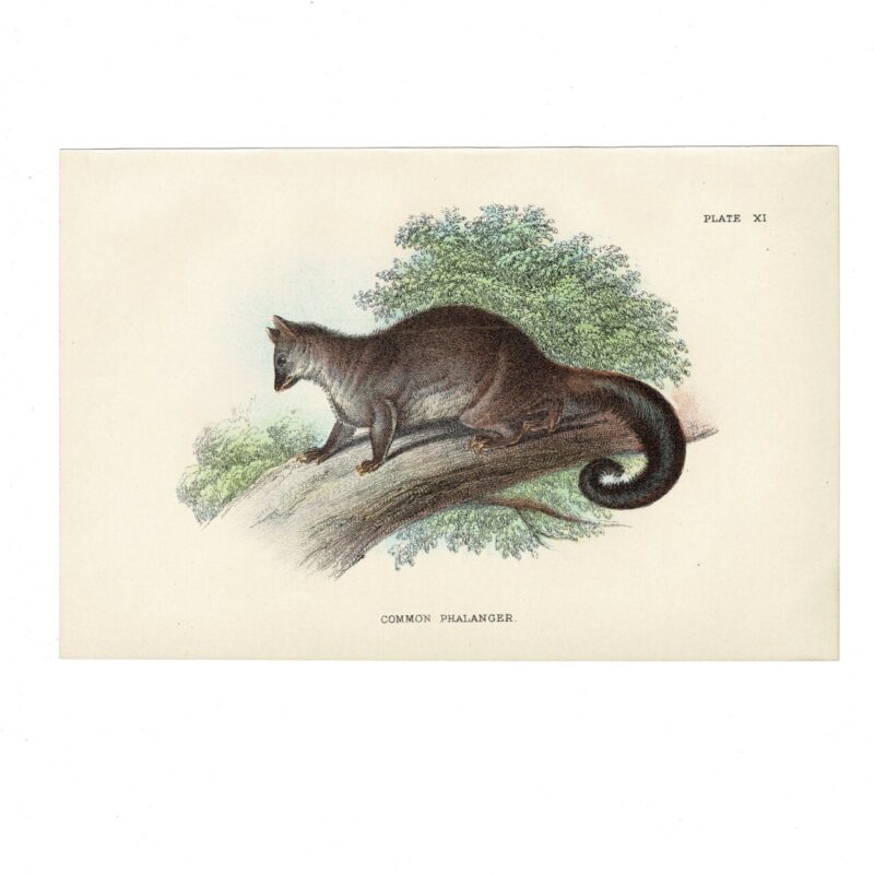 Antique Lydekker Marsupial Print – Common Phalanger Plate XI – Chromolithograph – 18x12cm #64790-29