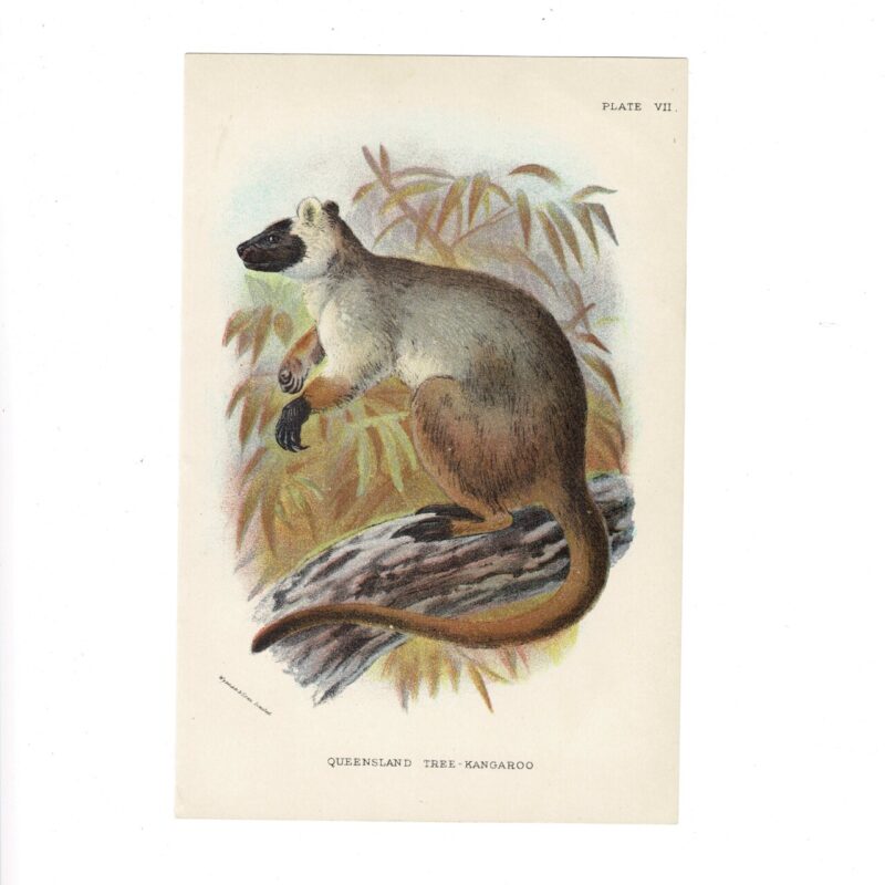 Antique Lydekker Marsupial Print – Queensland Tree Kangaroo Plate VII – Chromolithograph – 18x12cm #64790-3