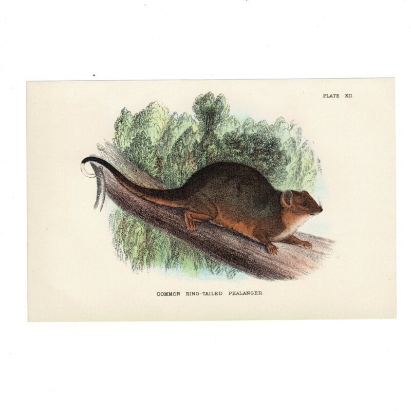 Antique Lydekker Marsupial Print – Common Ring-Tailed Phalanger Plate XII – Chromolithograph – 18x12cm #64790-30