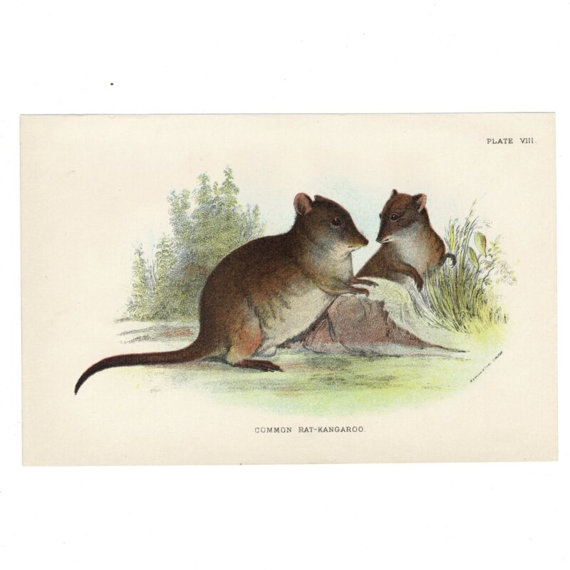 Antique Lydekker Marsupial Print – Common Rat Kangaroo Plate VIII – Chromolithograph – 18x12cm #64790-4