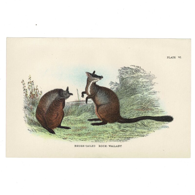 Antique Lydekker Marsupial Print – Brush-Tailed Rock-Wallaby Plate VI – Chromolithograph – 18x12cm #64790-5