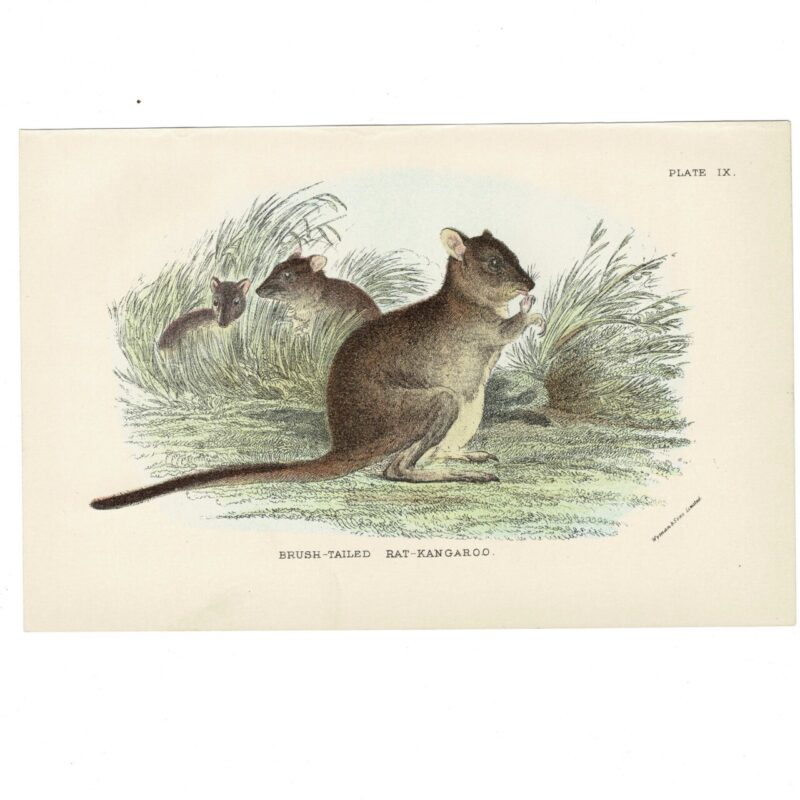 Antique Lydekker Marsupial Print – Brush-Tailed Rat-Kangaroo Plate IX – Chromolithograph – 18x12cm #64790-7