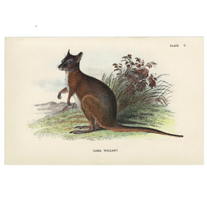 Antique Lydekker Marsupial Print – Dama Wallaby Plate V – Chromolithograph – 18x12cm #64790-8