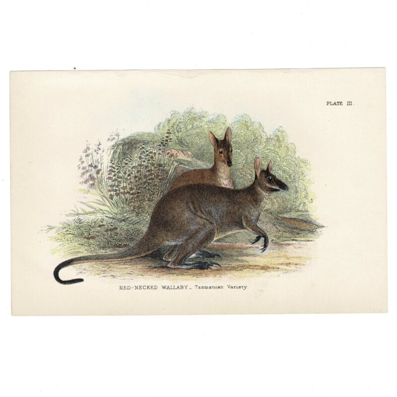 Antique Lydekker Marsupial Print – Red-Necked Wallaby Plate III – Chromolithograph – 18x12cm #64790-9