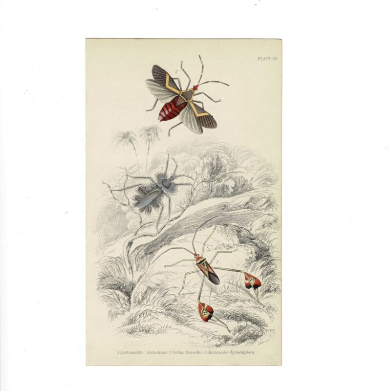 Antique Jardine Insects Print - Syrtommastes Cerbus Anisosceles - Plate 20 - 1896 - 16x10cm