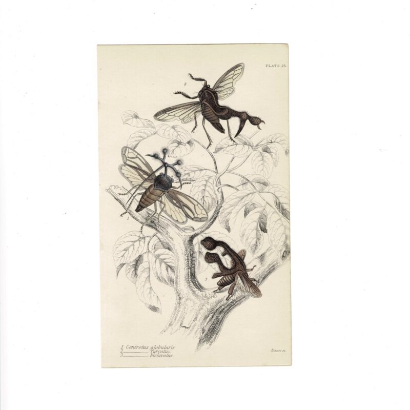 Antique Jardine Insects Print - Centrotus Species - Plate 25 - 1896 - Hand-Coloured - 16x10cm #64791-2