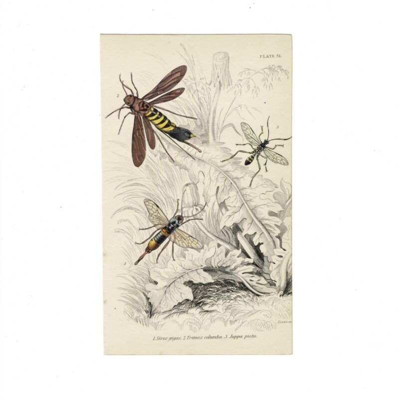 Antique Jardine Insects Print - Sirex, Tremex, Joppa - Plate 31 - 1896 - Hand-Coloured - 16x10cm #64791-4