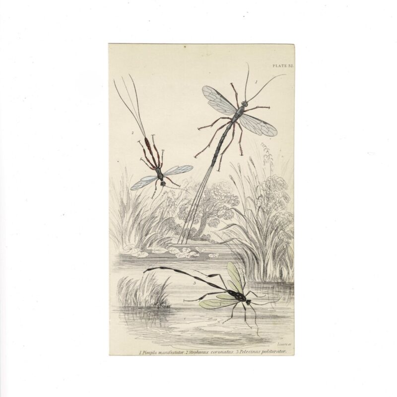 Antique Jardine Insects Print - Pimpla, Stephanus, Pelecinus - Plate 32 - 1896 - Hand-Coloured - 16x10cm #64791-5