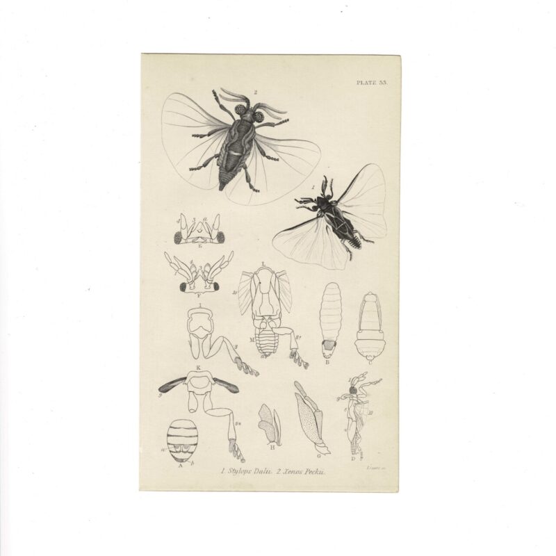 Antique Jardine Insects Print - Stylops & Xenos - Plate 33 - 1896 - Hand-Coloured - 16x10cm #64791-6