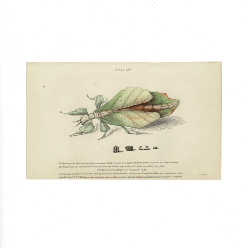 Antique Jardine Insects Print - Walking Leaf - Plate 12 (1896) - 16x10cm #64791