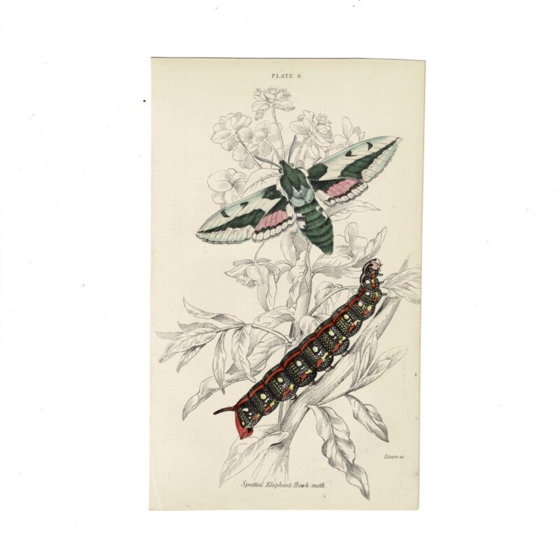 Antique Jardine Butterflies Print – Spotted Elephant Hawk Moth Plate 8 – Hand-Coloured – 16x10cm #64793-1