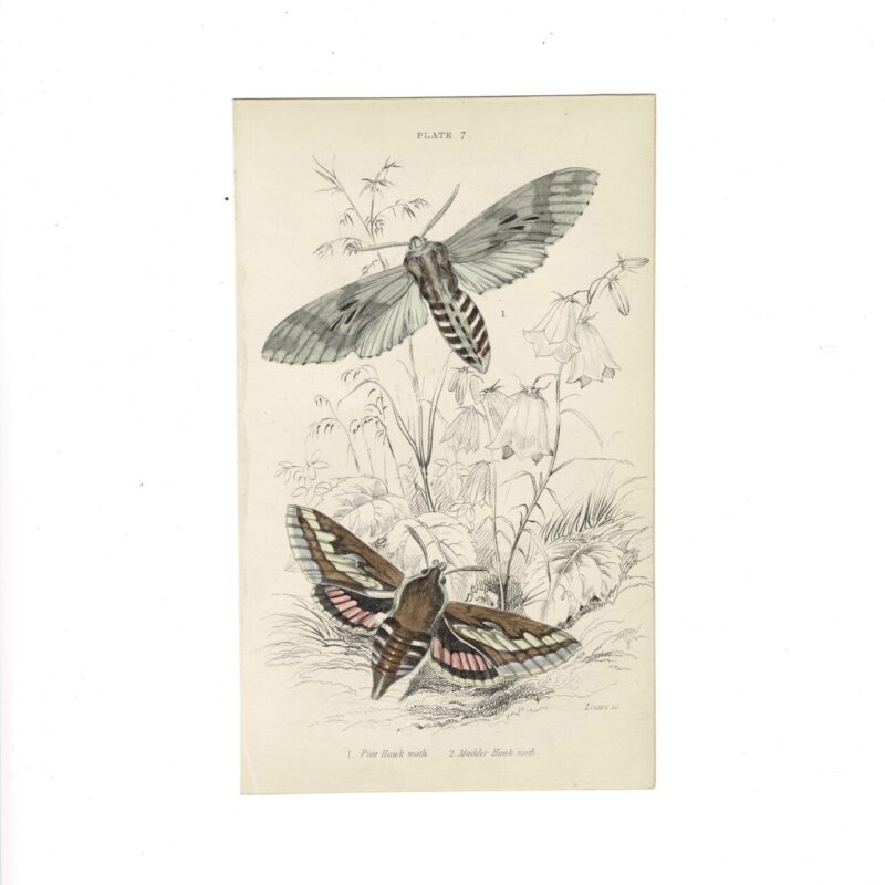 Antique Jardine Butterflies Print Pine Hawk Moth & Madder Hawk Moth Plate 7 Hand-Coloured 16x10cm #64793-11