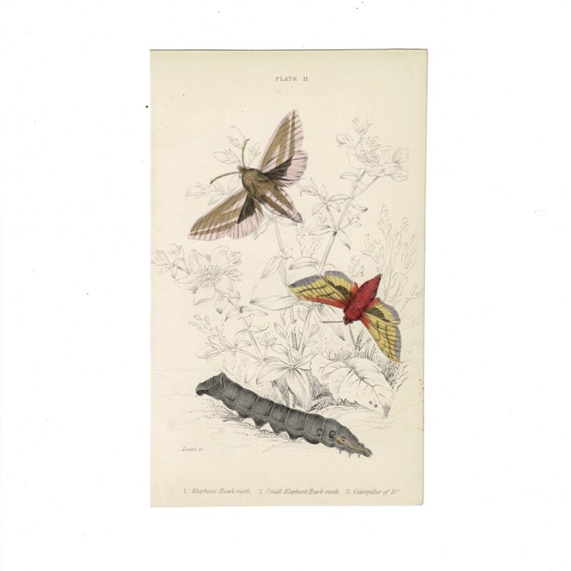 Antique Jardine Butterflies Print Elephant Hawk Moth Plate 11 Hand-Coloured 16x10cm #64793-12