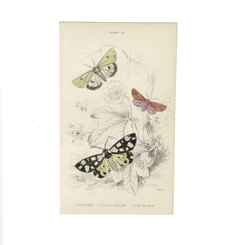 Antique Jardine Butterflies Print Clouded Buff & Cream-Spot Tiger Moth Plate 20 Hand-Coloured 16x10cm #64793-14