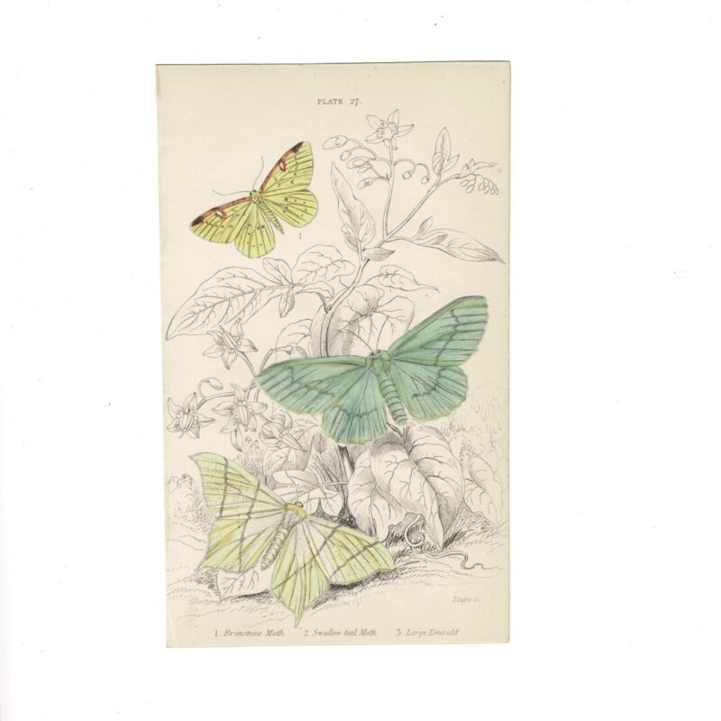 Antique Jardine Butterflies Print Brimstone Moth, Swallow-Tail Moth & Large Emerald Plate 27 Hand-Coloured 16x10cm #64793-15