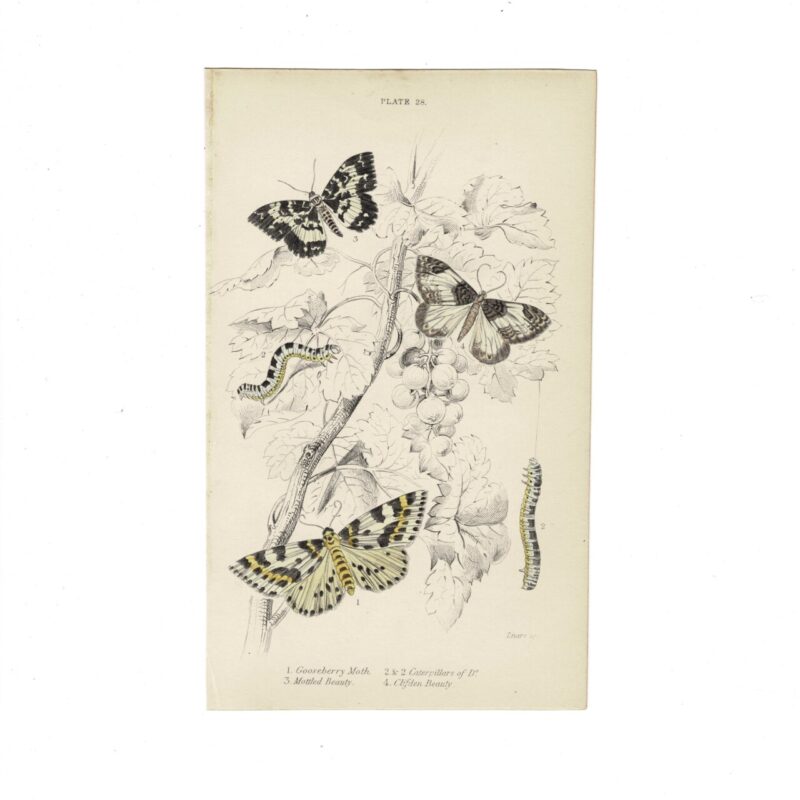 Antique Jardine Butterflies Print Gooseberry Moth, Mottled Beauty & Clifden Beauty Plate 26 Hand-Coloured 16x10cm #64793-16