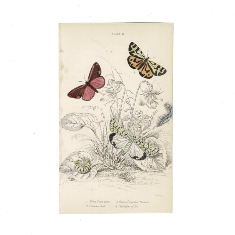 Antique Jardine Butterflies Print Wood Tiger Moth, Cinnabar Moth & Crimson Speckled Footman Plate 21 Hand-Coloured 16x10cm #64793-17