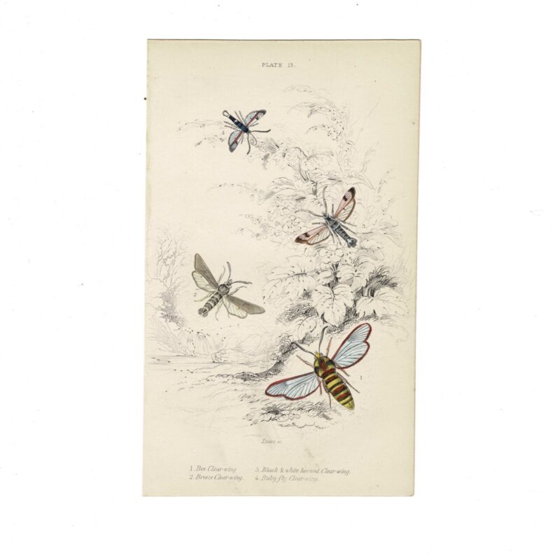 Antique Jardine Butterflies Print Bee Clear-Wing, Breeze Clear-Wing, Black & White Horned Clear-Wing & Ruby-Fly Clear-Wing Plate 13 Hand-Coloured 16x10cm #64793-19