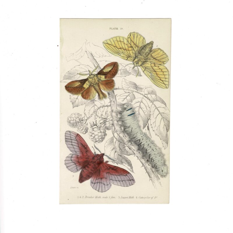 Antique Jardine Butterflies Print  Drinker & Lappet Moth Plate 18  Hand-Coloured  16 X10cm #64793-2