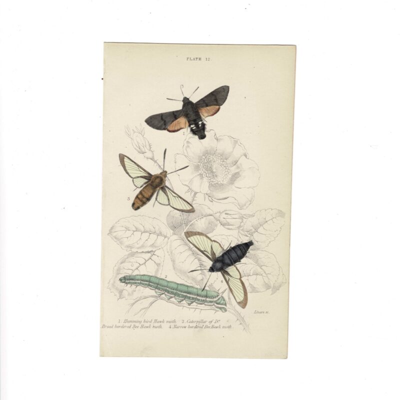 Antique Jardine Butterflies Print Hummingbird Hawk Moth, Broad-Bordered Bee Hawk Moth & Narrow-Bordered Bee Hawk Moth Plate 12 Hand-Coloured 16x10cm #64793-20