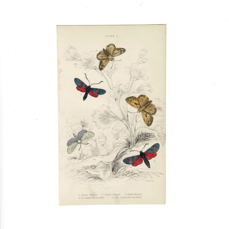 Antique Jardine Butterflies Print Large Skipper, Pearl Skipper, Green Forester & Burnet Moths Plate 2 Hand-Coloured 16x10cm #64793-21